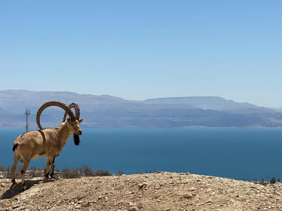 Badolina Ein Gedi Glamping Hotel Kültér fotó